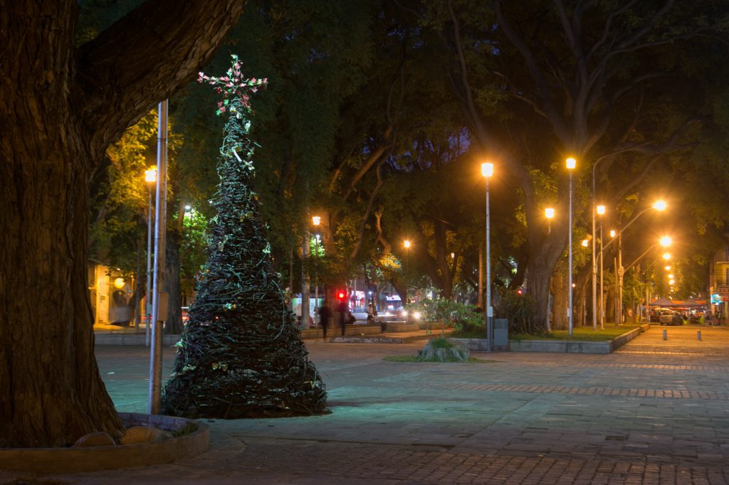 Pino de parras. Portal Alameda