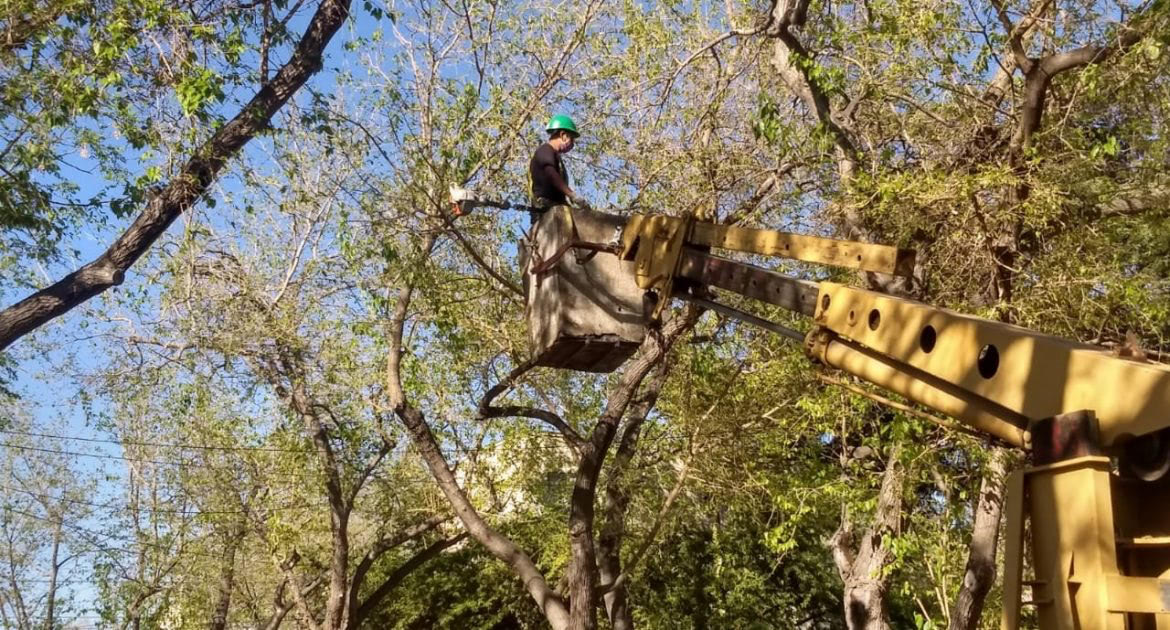 trabajos arbolado