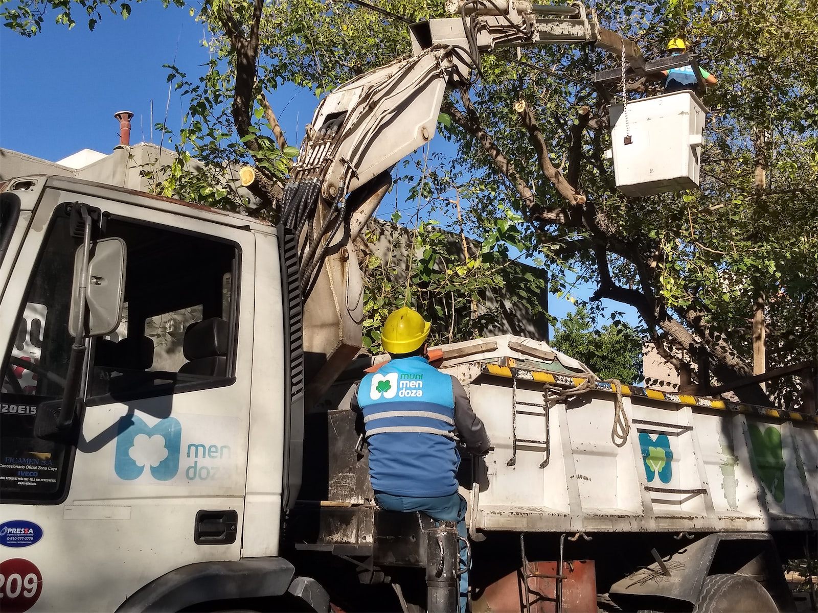 Trabajos en arboleda nuevas