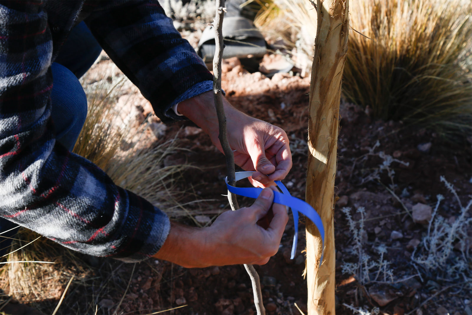 Capacitacion arbolado