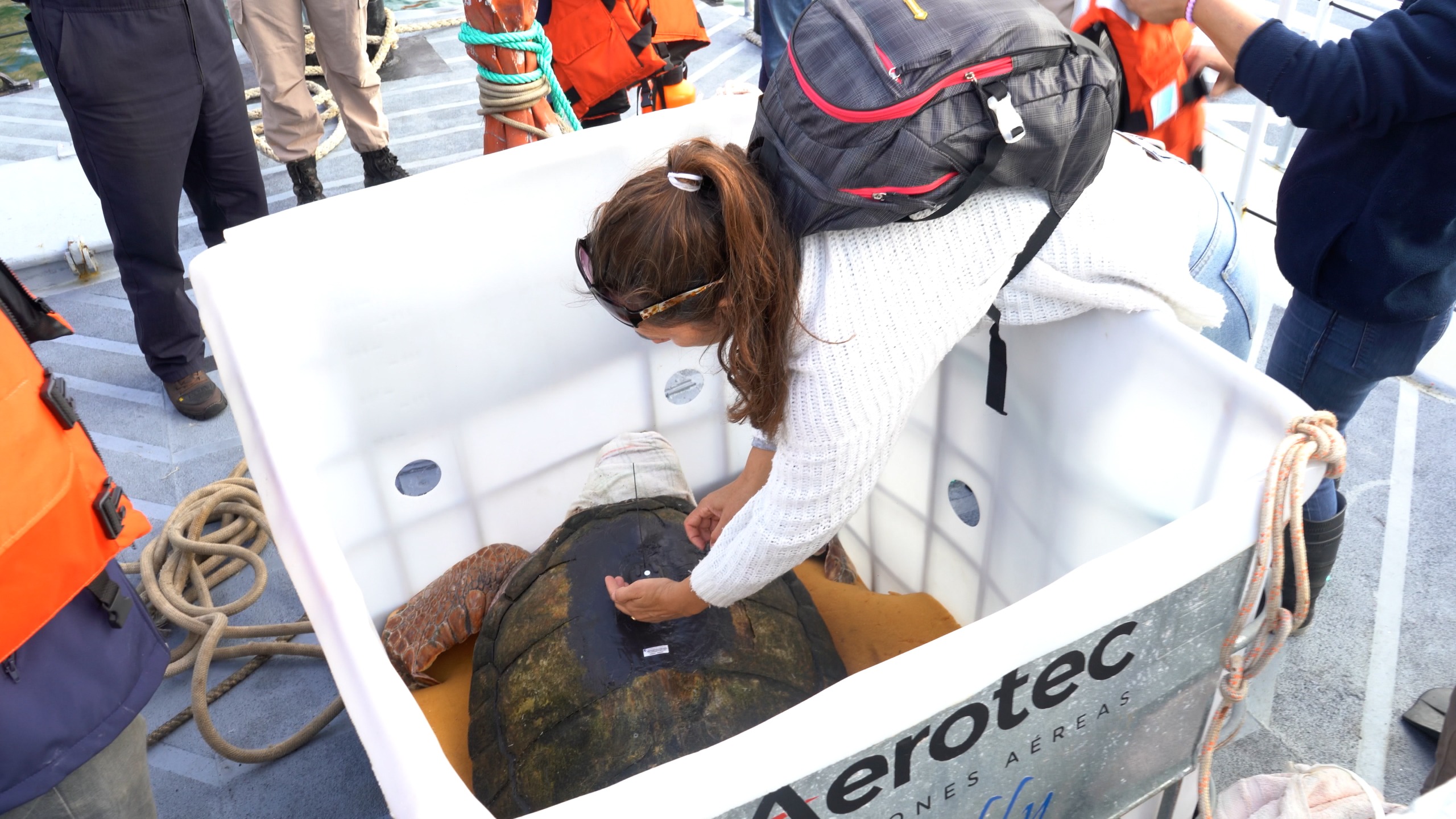 Tortugo Jorge (4)
