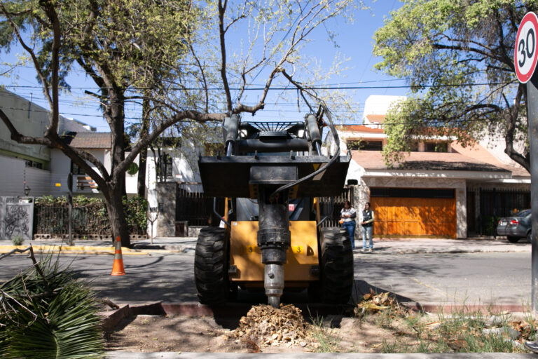 La Ciudad continúa con las tareas en arbolado, espacios públicos y bacheo